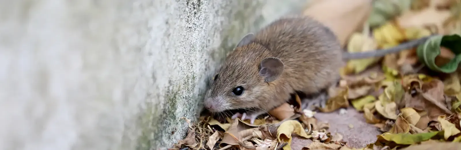 Mouse next to a house