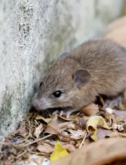 mouse next to a house